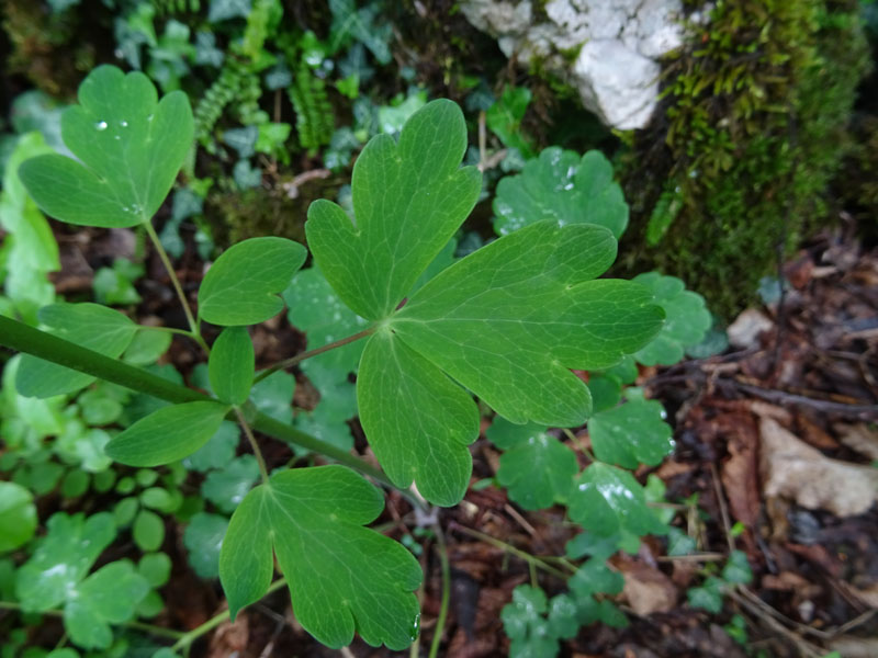 Aquilegia caerulea ''Rotstern''
